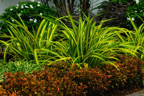 Plantes tropicales décoratives dans un jardin verdoyant