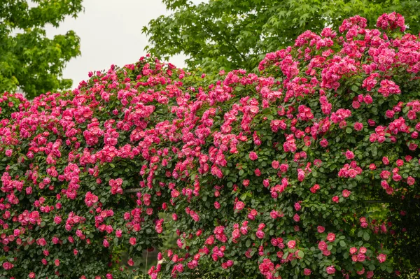 Champ de tulipes roses en pleine floraison