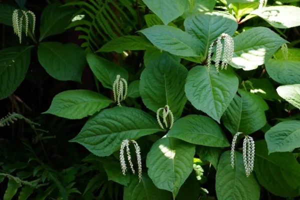 Plantes tropicales vertes aux fleurs blanches suspendues