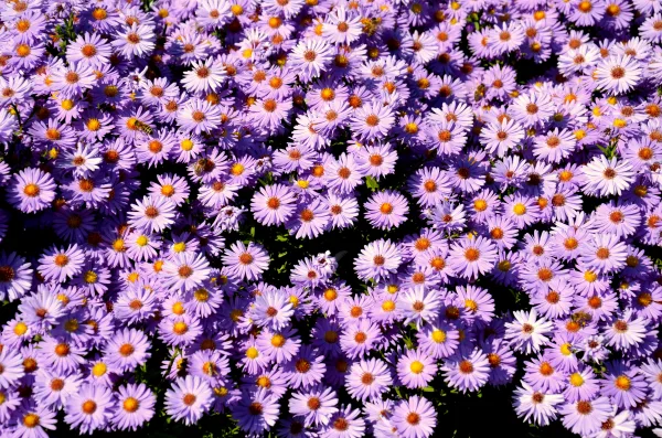 Champ de fleurs violettes en pleine floraison