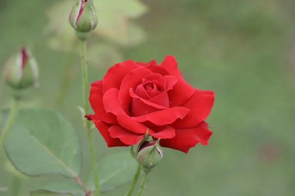 Rose rouge en fleur avec boutons dans un jardin