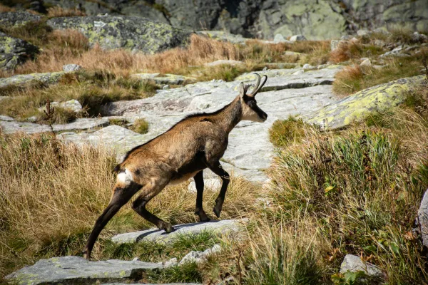 Chamois sauvage dans un paysage montagneux rocheux