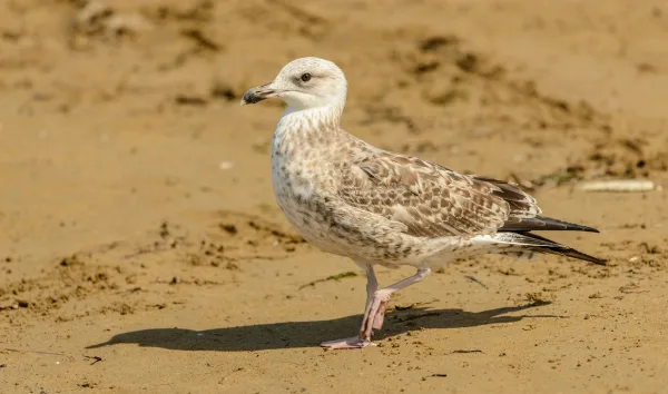 Mouette marchant sur une plage de sable fin