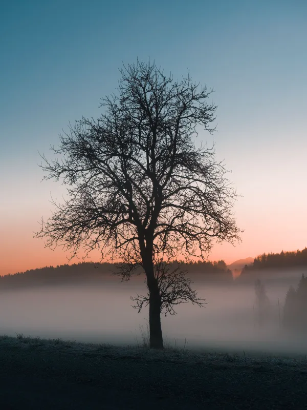 Arbre solitaire dans la brume au lever du soleil
