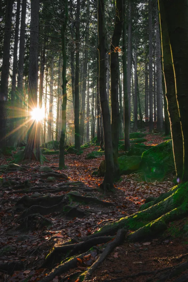Forêt mystérieuse illuminée par les rayons du soleil