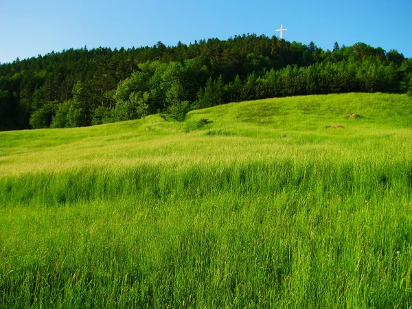 Prairie verdoyante et forêt sous un ciel bleu