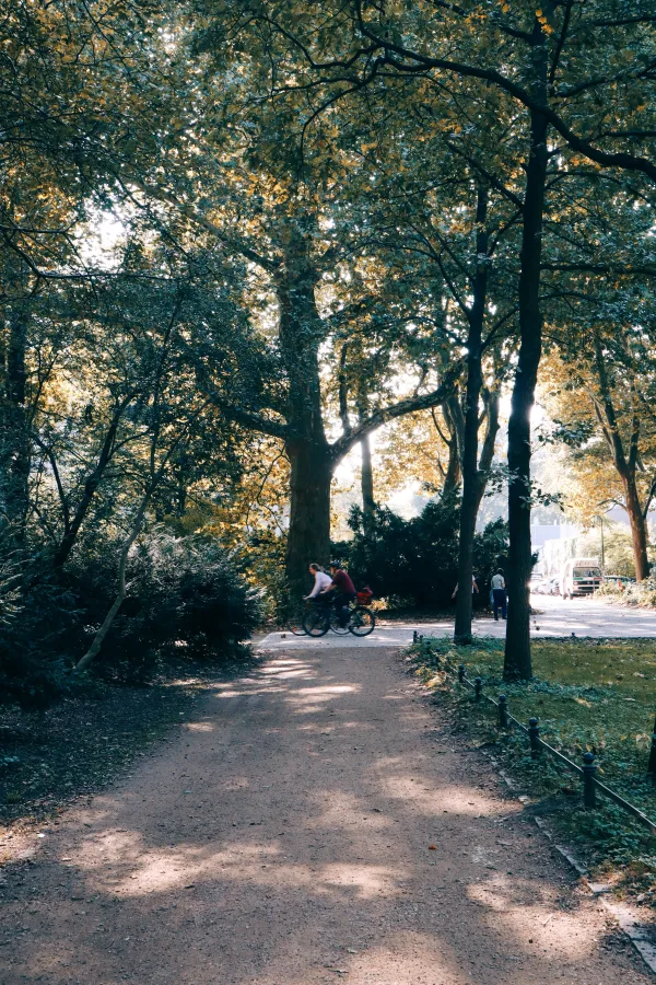 Allée ombragée dans un parc naturel avec arbres majestueux