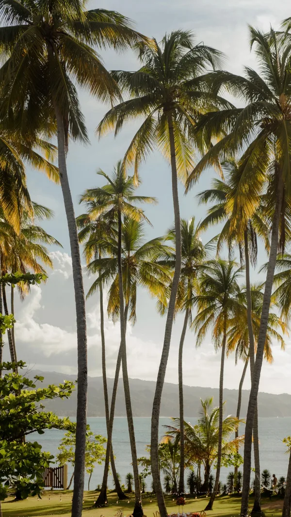 Palmiers tropicaux au bord de la mer sous une lumière exotique