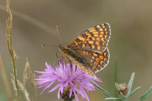 Papillon orange posé sur une fleur violette en gros plan