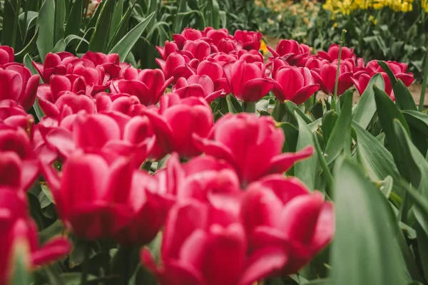 Champ de tulipes rouges en fleurs au printemps