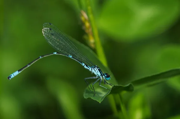Demoiselle bleue sur une feuille verte – photo macro nature