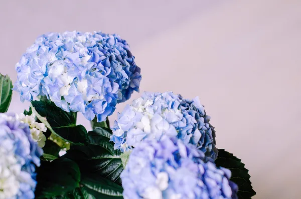 Hortensias bleus élégants en fleurs – photo florale douce