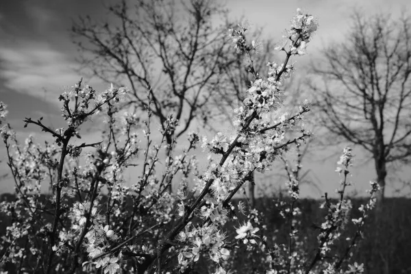Branches fleuries en noir et blanc dans un paysage printanier