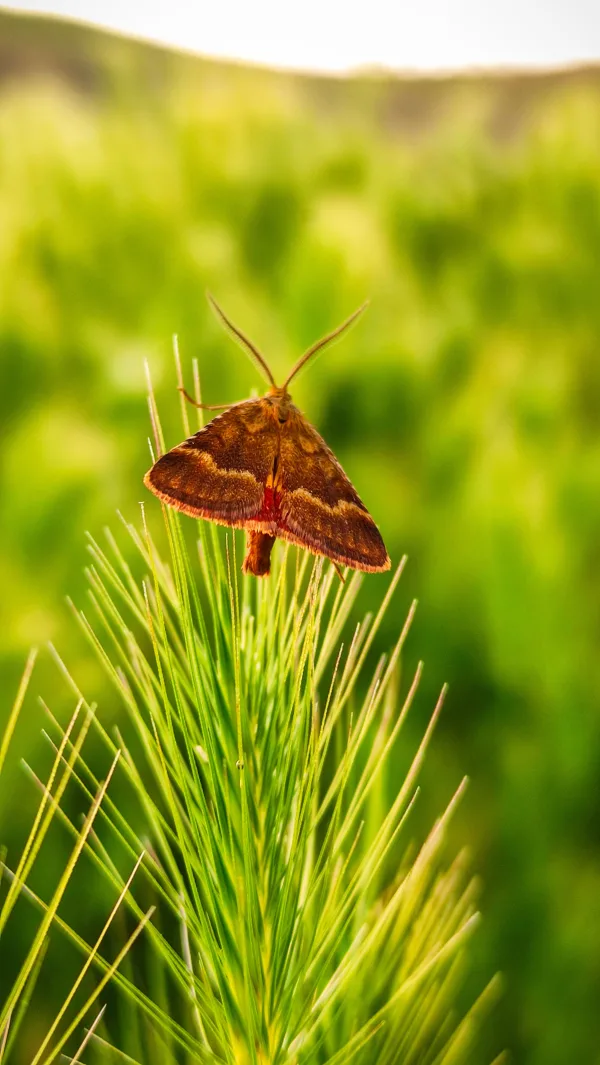 Papillon brun posé sur une plante verte en macro nature