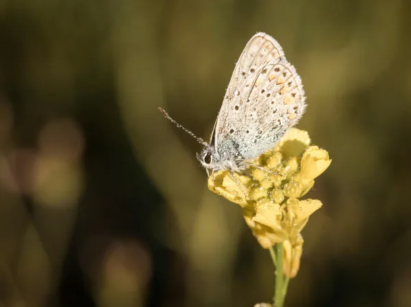 Papillon blanc sur fleur jaune avec gouttes de rosée