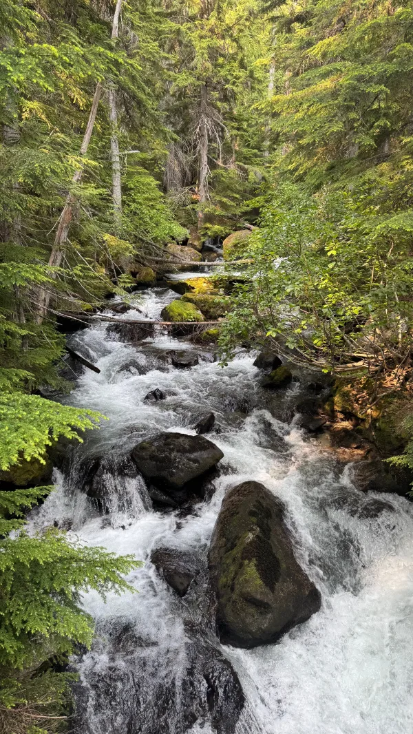 Rivière sauvage au cœur d’une forêt verdoyante
