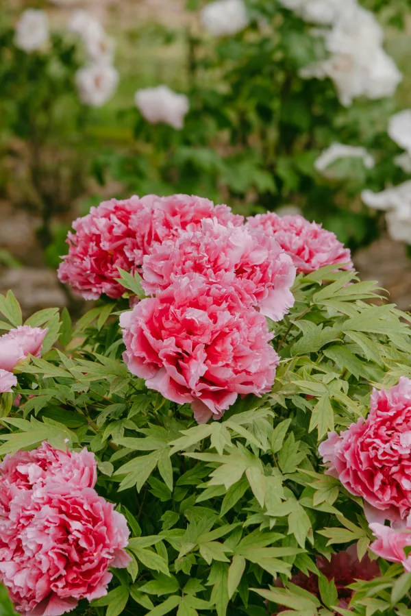 Fleurs de pivoines roses dans un jardin printanier