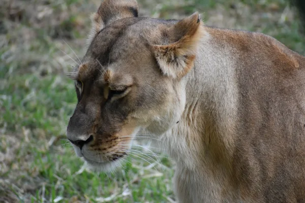 Portrait rapproché d’une lionne dans la savane