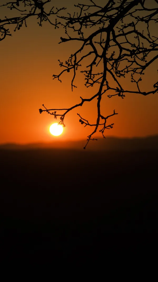 Coucher de soleil orange avec branches en silhouette