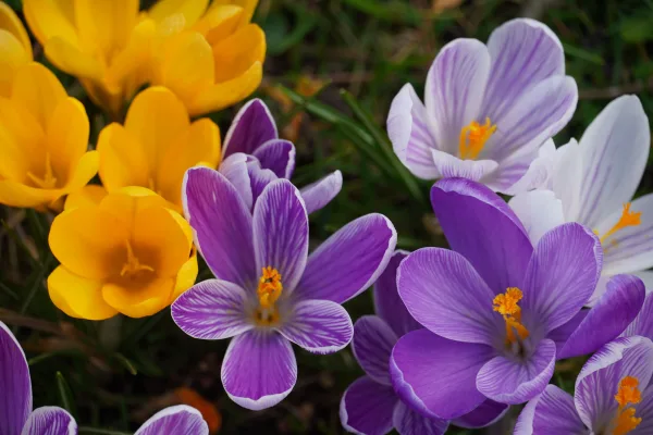 Fleurs crocus violettes et jaunes en gros plan