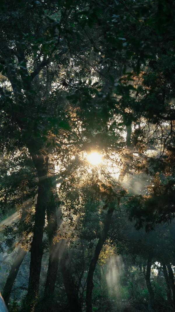 Rayons du soleil à travers une forêt dense et mystérieuse