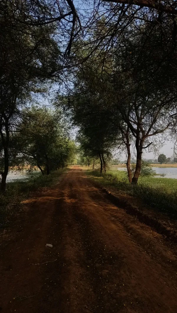 Chemin de terre au cœur d’une forêt paisible près de l’eau