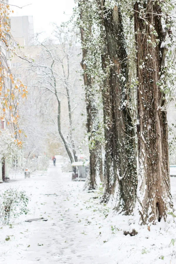 Allée enneigée bordée de grands arbres en hiver
