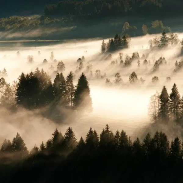 Forêt brumeuse au lever du soleil