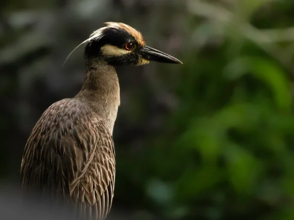 Portrait d’un oiseau sauvage dans son habitat naturel