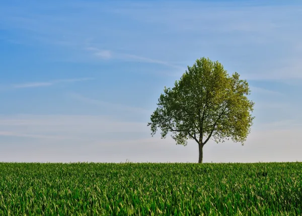 Arbre solitaire dans une prairie sous un ciel bleu