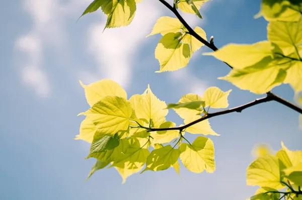 Feuilles vertes illuminées par la lumière du soleil