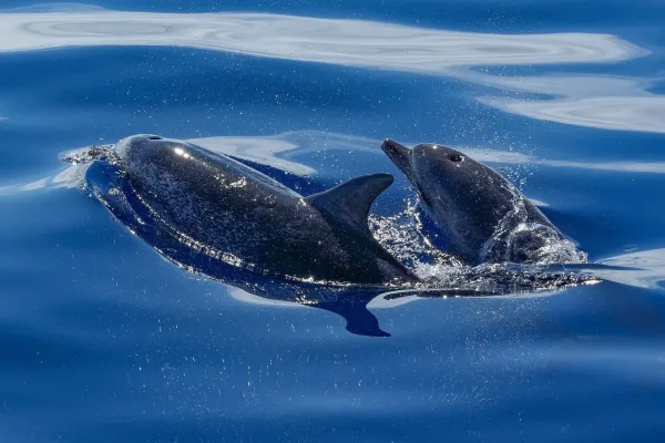 Deux dauphins nageant à la surface d’un océan bleu cristallin