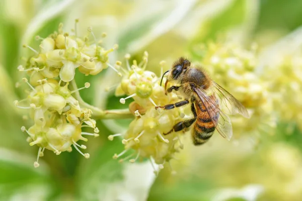 Abeille butinant une fleur – Macro nature et pollinisation