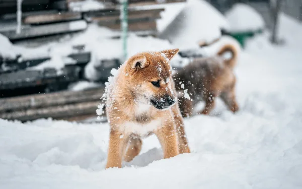 Chiot Shiba Inu jouant dans la neige en hiver