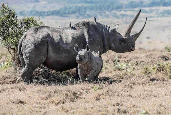 Rhinocéros blanc et son petit dans la savane africaine