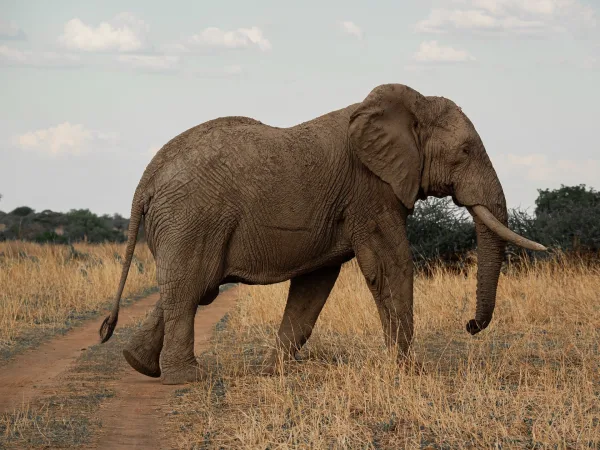 Éléphant africain traversant la savane au coucher du jour