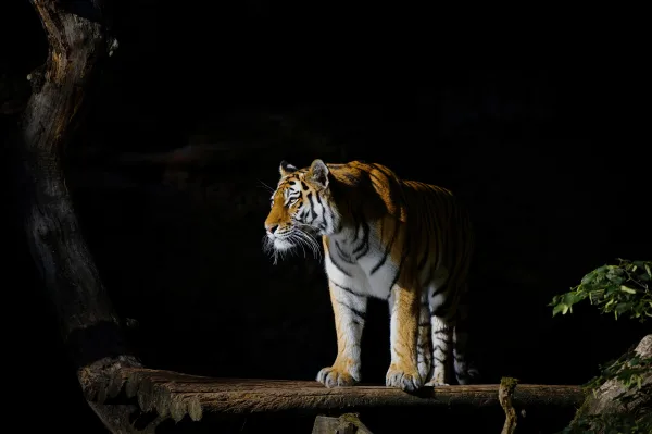 Tigre majestueux dans l’ombre de la forêt