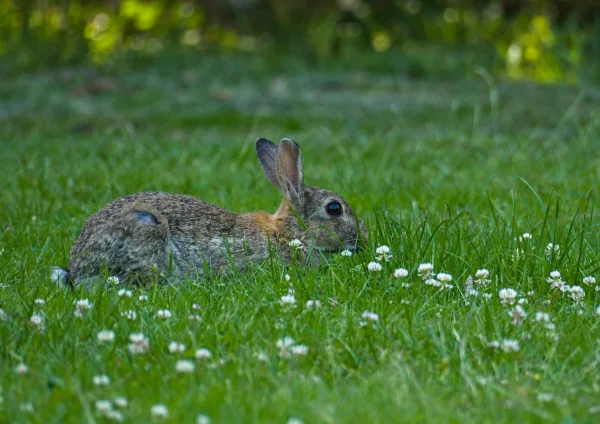 Lapin sauvage dans une prairie verdoyante