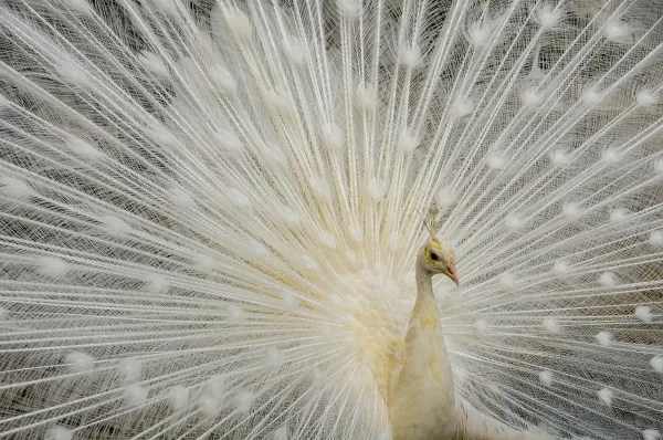 Paon blanc déployant sa roue majestueuse