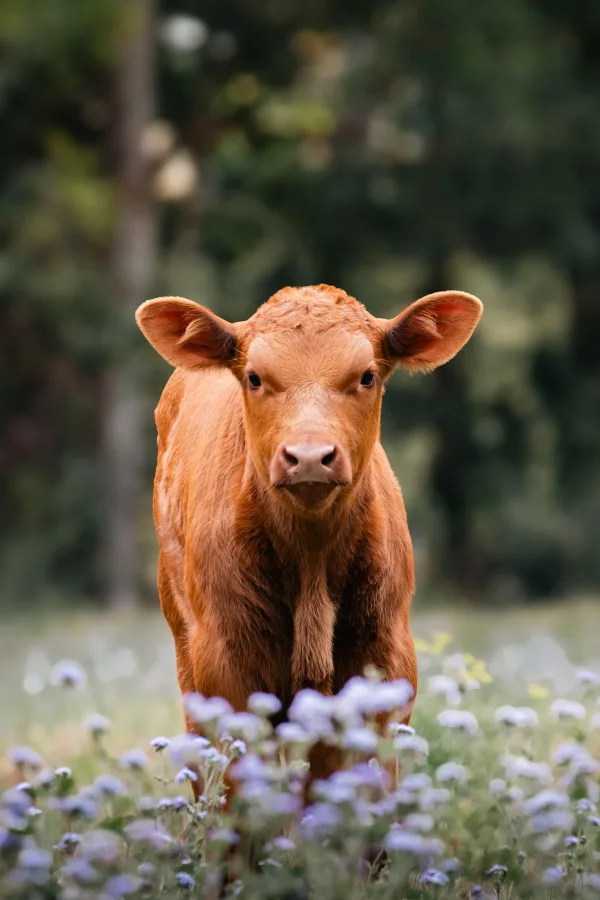 Jeune veau brun dans un champ fleuri