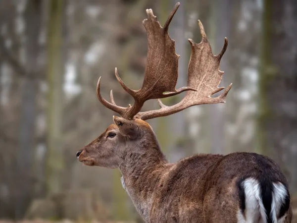 Daim majestueux aux grands bois dans une forêt naturelle