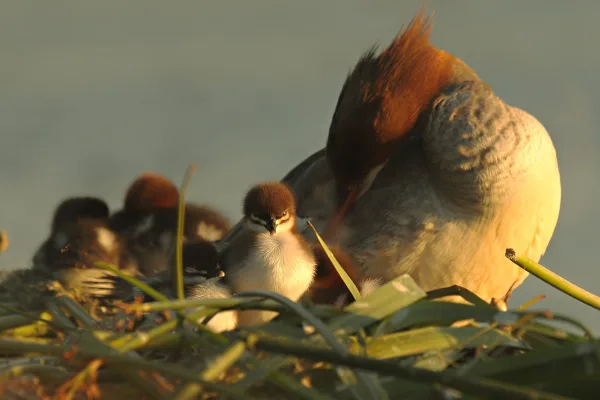 Canard harle bièvre avec ses poussins au bord de l’eau