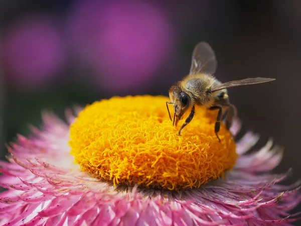 Abeille butinant une fleur rose en macro photographie