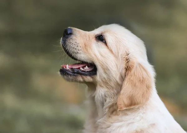 Portrait d’un chiot Golden Retriever au regard affectueux