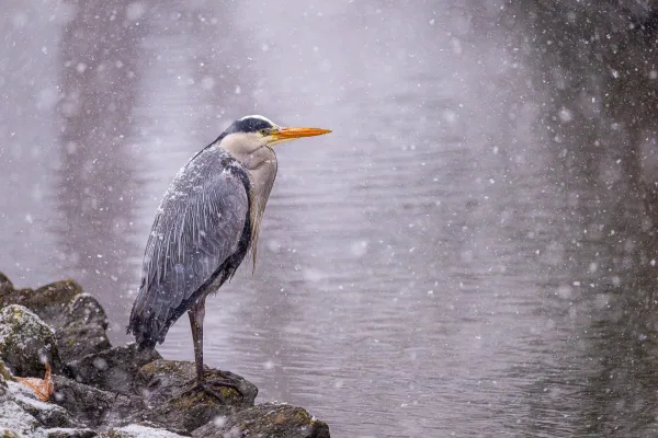 Héron cendré sous la neige au bord d’un lac