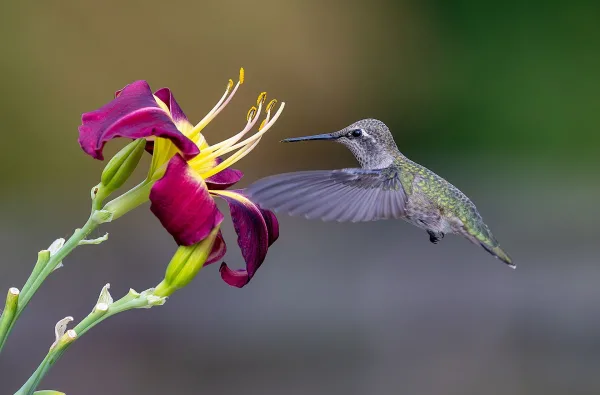 Colibri en vol butinant une fleur colorée