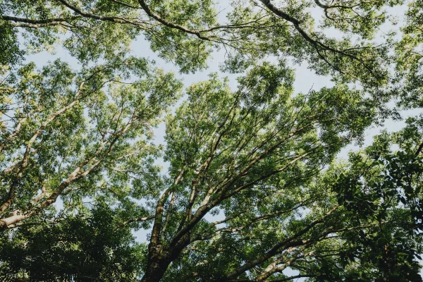 Cime des arbres dans une forêt verdoyante sous un ciel lumineux