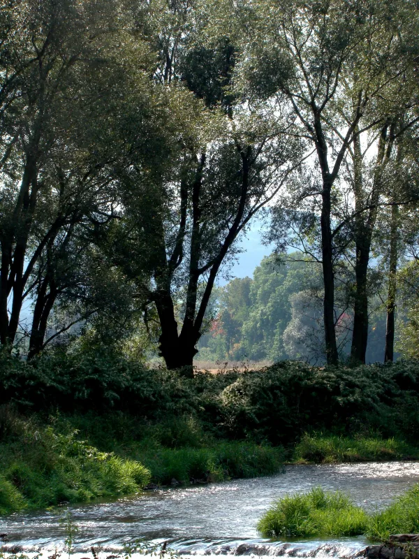 Rivière paisible au cœur d'une forêt verdoyante