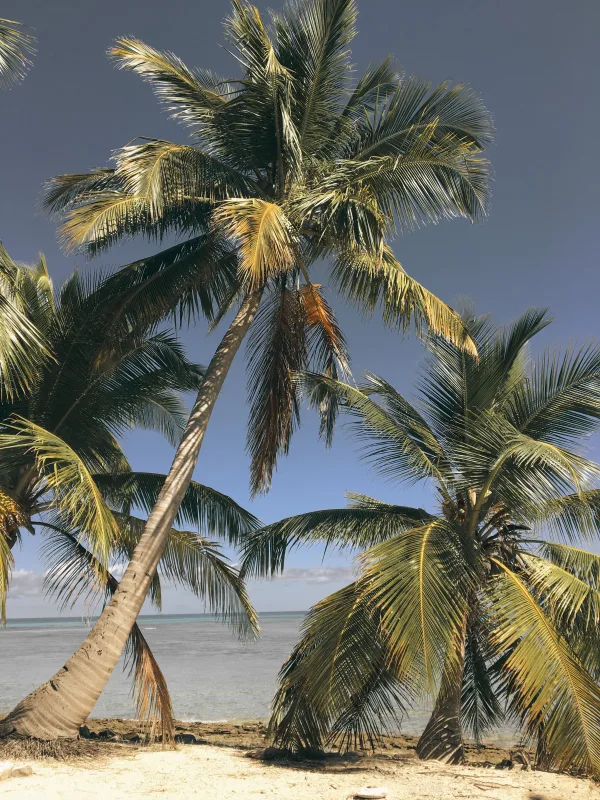 Plage tropicale bordée de palmiers au bord de l'océan