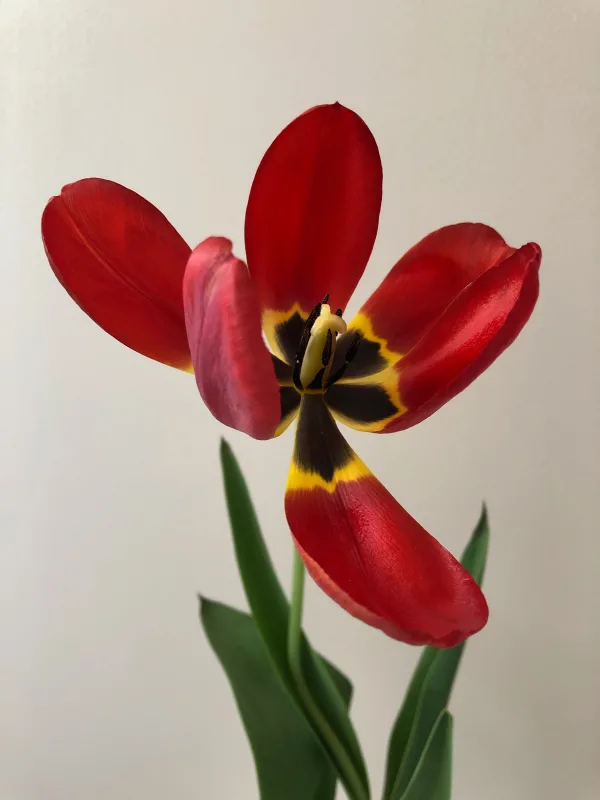 Tulipe rouge en gros plan sur fond neutre